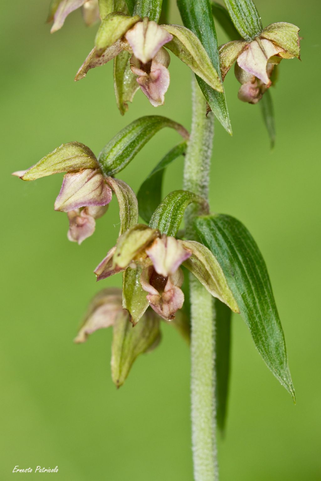 orchidea da identificare